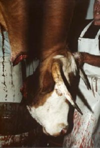 Vaca matadero